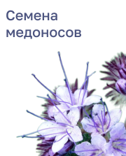 Семена медоносов